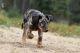 BEAUCERON - PUPPIES 080